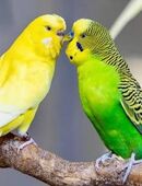 Suche einen Nymphen oder Wellensittich mit großem Käfig in 44879