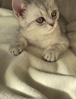 BKH männlich - Berlin Neukölln