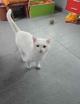 Verschmustes Katerchen KALIN ♥️ - München