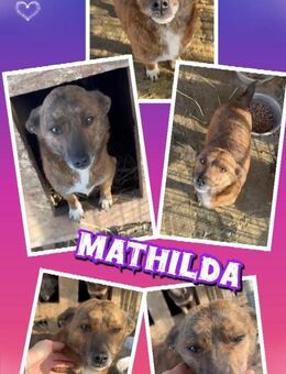 sanft Mathilda bald auf PS in 91154 - Nürnberg