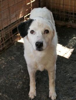 Carla sucht dringend Ihr Zuhause - Kallmünz