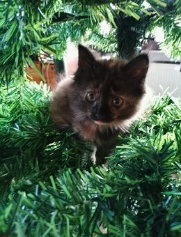 Kitten Katzenbabys Norwegische Waldkatze Maine Coon Tricolor - Kindenheim