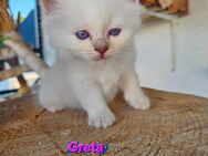 Heilige Birma Kitten in gute Hände abzugeben - Paderborn