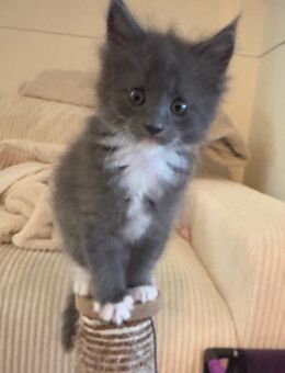 Maincoon/Ragdoll Kitten - Ansbach