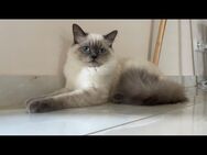 Ragdoll Kater Kitten - Hennef (Sieg)