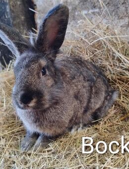 Kaninchen Bock Böcke 18 Wochen 8 zur Auswahl - Högsdorf