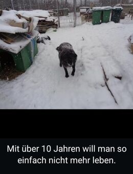 Zu alt für den Winter... Toffee - Kefenrod