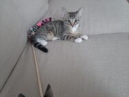 2 süße Babykatzen/Kitten - Duisburg