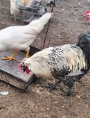 3 Hennen Leghorn + 1 Grünleger Mix Hahn in 49762