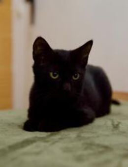 Katzenkind Salem sucht sein Zuhause! - Berlin