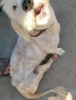 OTTO (27 cm) - sucht GNADENBROTPLATZ - Weilheim (Oberbayern)