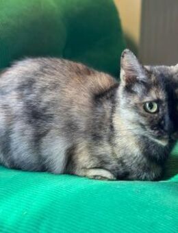 Schildpattkatze, sehr lieb sucht Zuhause - Köln