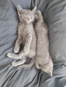Zwei süße Katzenmädchen suchen ein Zuhause 💕  ( Russisch Blau + Britisch Kurzhaar ) Kitten, Kätzchen, Katzenbaby - Villingen-Schwenningen