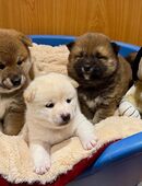 Shiba Inu Welpen in 06493
