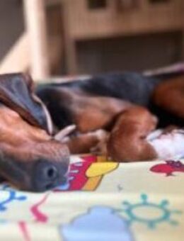 Marylou sucht ihr Zuhause - Alfeld (Leine)