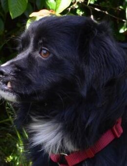 Taz- wartet unentdeckt auf eine Chance - Obertshausen