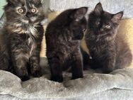 Katzenbabys Persermix - Geisenfeld