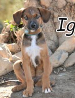 Iggy stellt sich vor💓❤️💖 - Essingen (Rheinland-Pfalz)