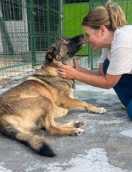 NOTFALL💚Charmanter Eroll🐾 - Eislingen (Fils)