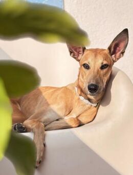 Lambo ist voller Einsamkeit - Berlin