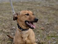 💜Conner💜 8 Monate Dackelmix - Kassel