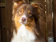 Australian Shepherd Marlin sucht seine für immer Familie - Grünberg