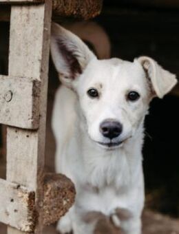 Leni - mutiges junges Hundemädchen - Kallmünz