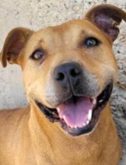 Piti-Mix-Mädchen♥Liv♥Vermittl.CH-A-NL-B - Hamburg