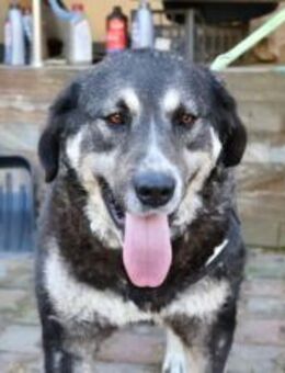 Tina wünscht sich ein Zuhause! - München