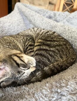 Kleiner Kater abzugeben - Hilden