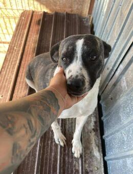 Süsse TESSI sucht liebevolles Zuhause - Neuberg