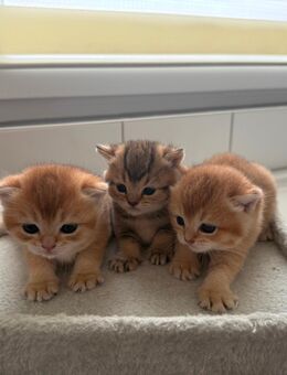 BKH Kitten Golden Shaded - Rheine