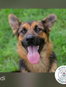 Jordi: Sanfte Hündin sucht ein Zuhause - Kirchzell