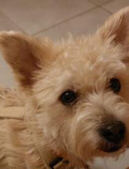 BENJI wünscht sich seine eigene Familie - Sulzfeld (Baden-Württemberg)