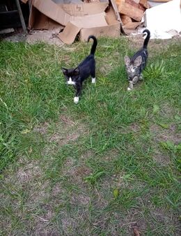 Maikatzen suchen ein schönes zuhause! Kitten - Havelsee