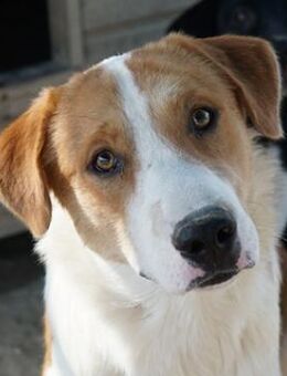 Benji, geb. ca. 10/2024, GRIECHENLAND - Euskirchen