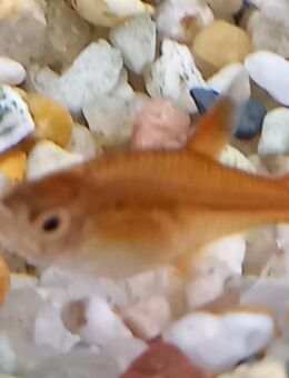 Funkensalmler, Feuertetra - Hohenroth