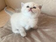 Bkh-Kitten Silver Point - Leer (Ostfriesland)