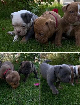 Vier Old English Bulldog Welpen, mit Ahnentafel! - Ingolstadt