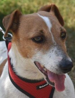 Judy Marie kleine aktive Hundedame - Süderbrarup