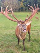 Verkaufe Kapitalen Rothirsch in 84529