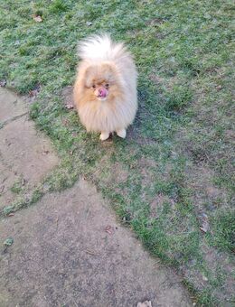 Pomeranian Zwergspitz Deckrüde mit Ahnentafel kein Verkauf - Jatznick