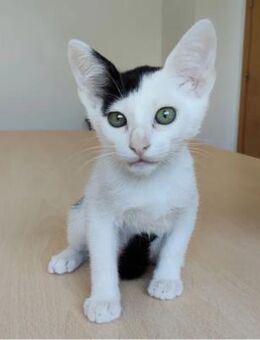 Abelino - lustig, verspielt und putzig - Wilhelmsfeld