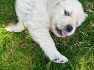 Reinrassige Golden Retriever - Rothenburg (Tauber)