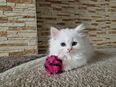Perserkatze mit Nase/ Katzenbaby in 76549