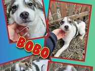 Hübscher Bobo- bald auf Pflegestelle! - Nürnberg