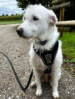 Familienfreundliche Traumhündin Julia - Bergkirchen