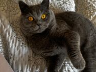 BKH Kater suchen ein neues Zuhause - Mannheim