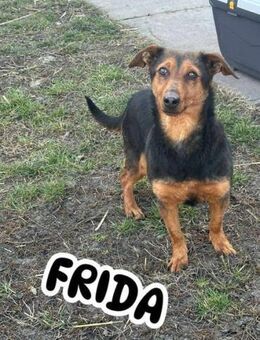 Frida wartet immer noch auf ihre Chance - Nordwalde