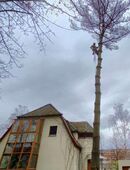 Baumfällung Baumpflege Grünschnittentsorgung in 01744
